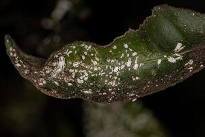 Ensign Scales Nymph Insects photo