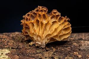 Small Bracket Fungi photo