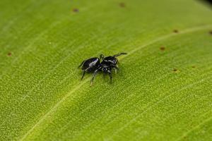 Small Jumping spider photo