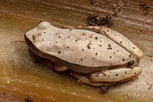 White Tree Frog photo