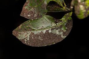 Black Sooty Mold photo