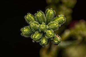 pequeña planta araña foto