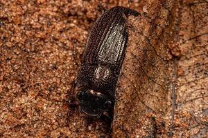 Escarabajo chafer hoja brillante adulto foto