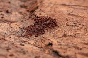 Small grained anthill entrance photo