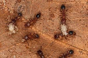 hormigas banderín bicolores adultas con larvas foto