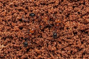 Adult Fire Ants photo