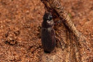 Escarabajo chafer hoja brillante adulto foto