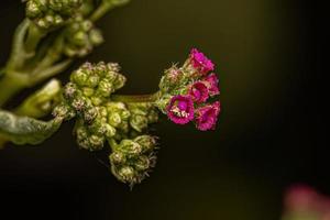 Small Spiderling Plant photo