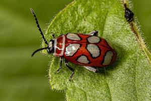 Adult Flea Beetle photo