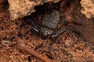 Adult Trochanteriid Spider photo