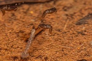 Culicine Mosquito Insect Larva photo