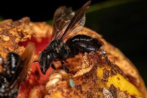 Adult Female Stingless Bee photo