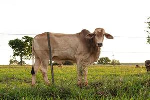 Adult white cow photo