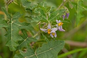 Small Nightshade Plant photo