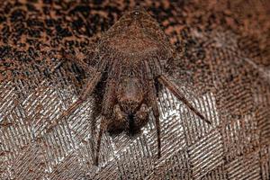 Male Adult Typical Orbweaver photo