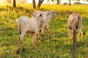 Adult white cow photo