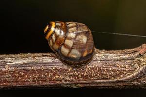 Common Land Snail photo