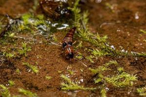 Small Rove Beetle photo