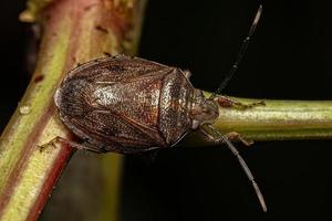 Adult Stink bug photo