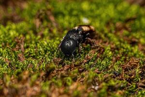 hormiga tortuga reina negra adulta foto