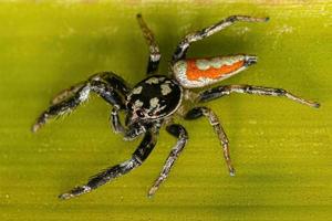 Jumping Spider Animal photo