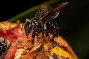 Adult Female Stingless Bee photo