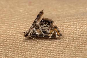 Adult China-mark Moth photo