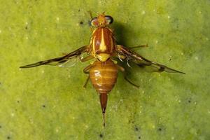 Adult Fruit Fly photo