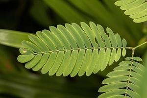 Small Sensitive Plant photo