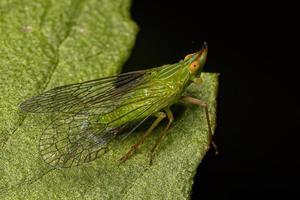 Adult Dictyopharid Planthopper Insect photo