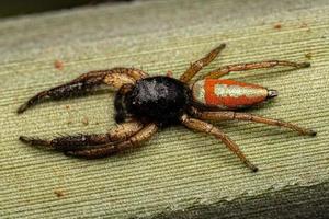 Jumping Spider Animal photo