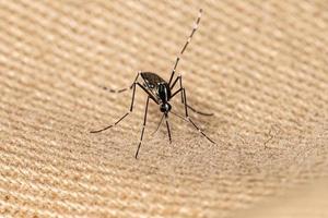 Adult Asian Tiger Mosquito photo