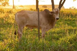 Adult white cow photo