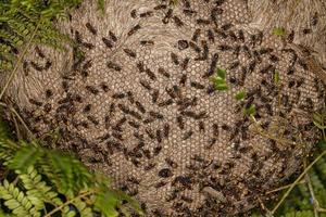 Nest of Honey Wasps photo