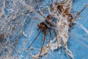 Adult Recluse Spider photo