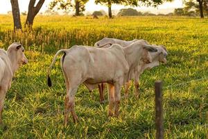 Adult white cow photo