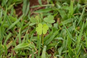 pequeña planta verde foto