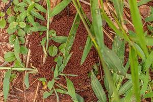 Small grained anthill entrance photo