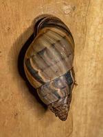 Common Land Snail photo