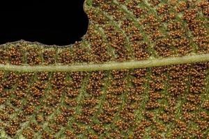 Sporangia on the leaves of a fern photo