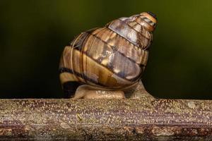 Common Land Snail