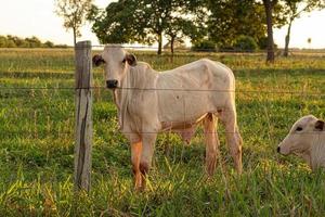 Adult white cow