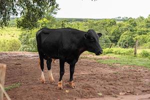 Adult male black cow photo