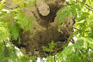 Nest of Honey Wasps photo