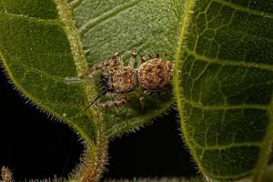 Small Jumping Spider photo