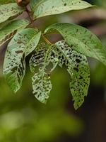 hojas comidas por insectos plaga foto