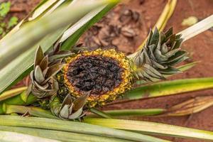 fruta de piña pudriéndose en la planta foto