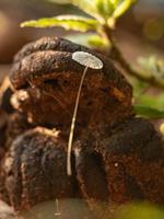 champiñón común sin branquias foto