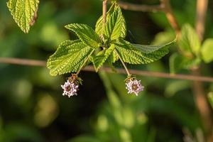 Ternate Lantana Plant photo