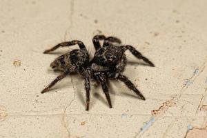 Small jumping spider photo